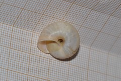 Fruticicola fruticum