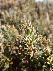 Acrothamnus montanus