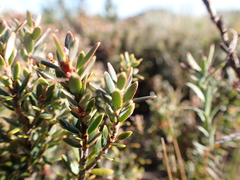 Acrothamnus montanus
