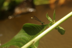 Pseudagrion melanicterum
