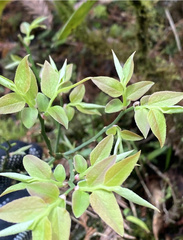 Vaccinium japonicum lasiostemon