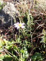 Brachyscome rigidula