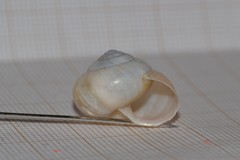 Fruticicola fruticum