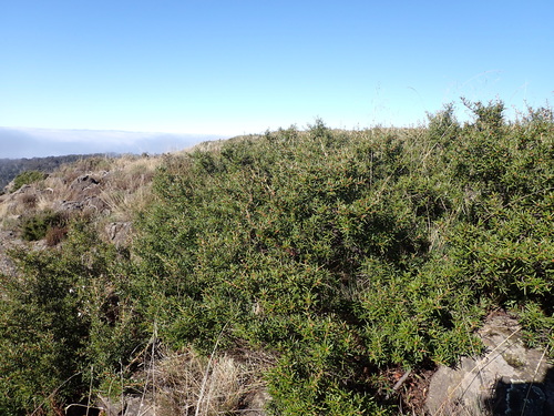 Image of Grevillea australis by (c) Nina Kerr, some rights reserved (CC BY)