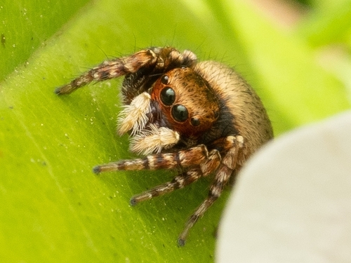 Carrhotus sannio (Thorell, 1877)