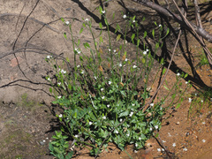 Nemesia floribunda