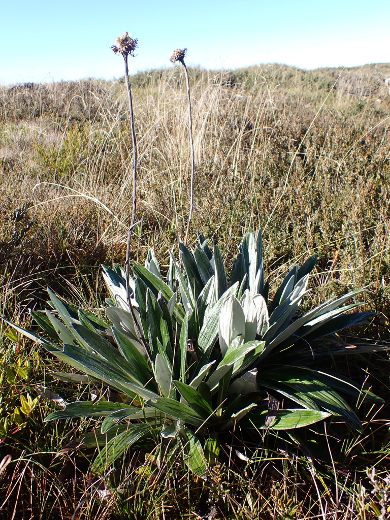 Celmisia latifolia
