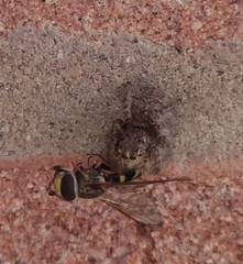 Philaeus chrysops