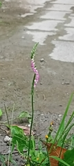Spiranthes sinensis