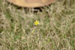 Lapsanastrum apogonoides