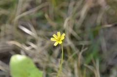 Lapsanastrum apogonoides