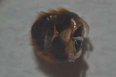 Osmia bicolor