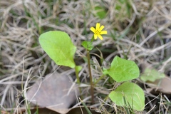 Lapsanastrum apogonoides