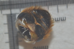 Osmia bicolor