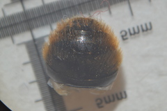 Osmia bicolor