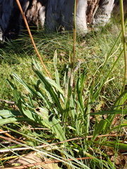 Microseris lanceolata