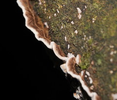 Datronia brunneoleuca