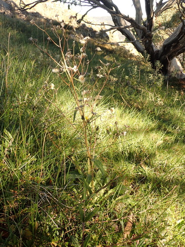 Image of Picris Angustifolia (Picris angustifolia) by (c) Nina Kerr, some rights reserved (CC BY)