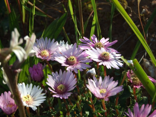 Image of Lampranthus scaber by (c) marius, some rights reserved (CC BY)