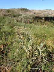 Senecio gunnii