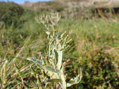 Senecio gunnii