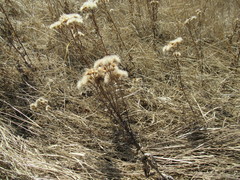 Saussurea salicifolia