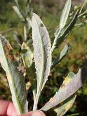 Senecio gunnii