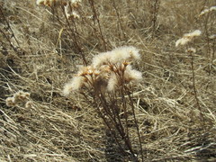 Saussurea salicifolia