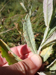 Senecio gunnii