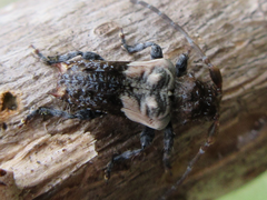 Pogonocherus dimidiatus