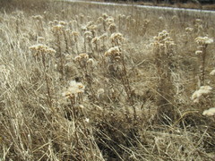 Saussurea salicifolia