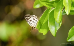 Abraximorpha davidii