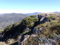 Podocarpus lawrencei