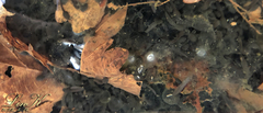 Rana huanrensis