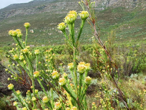 Image of Leucadendron corymbosum by (c) marius, some rights reserved (CC BY)