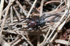 Steatoda capensis