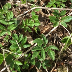 Aegopodium podagraria