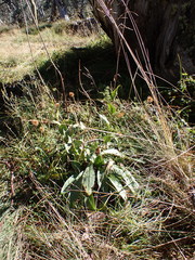 Craspedia sylvestris
