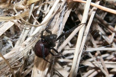 Steatoda capensis