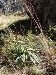 Craspedia sylvestris