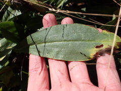 Craspedia sylvestris