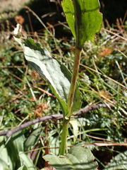 Craspedia sylvestris
