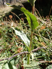 Craspedia sylvestris