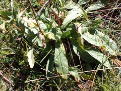 Craspedia sylvestris