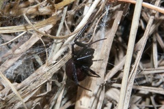 Steatoda capensis