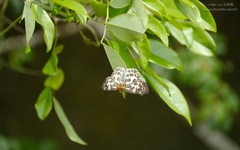 Abraximorpha davidii