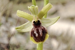 Ophrys exaltata