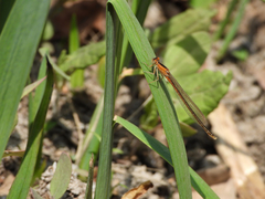 Ischnura asiatica