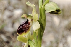 Ophrys exaltata