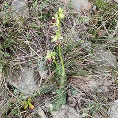 Ophrys exaltata